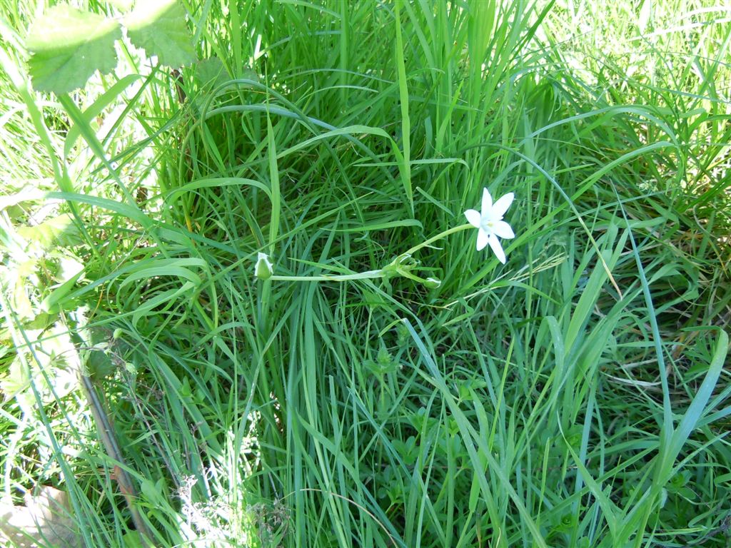 Ornithogalum umbellatum?